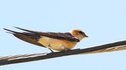 Kızıl kırlangıç