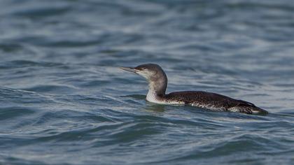 Red-throated Loon