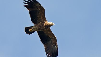 Küçük orman kartalı