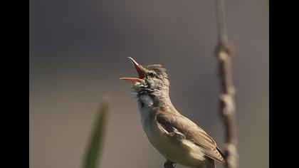 Büyük kamışçın