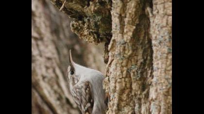 Orman tırmaşıkkuşu
