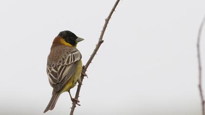 Karabaşlı kirazkuşu