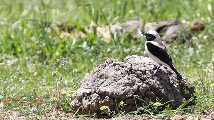 Karakulaklı kuyrukkakan