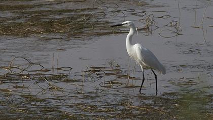 Küçük ak balıkçıl