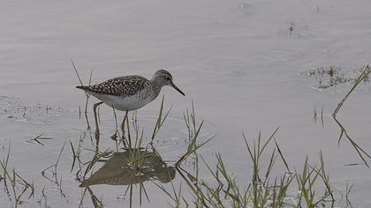 Orman düdükçünü