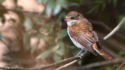 Kızılsırtlı örümcekkuşu