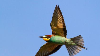 European Bee-eater