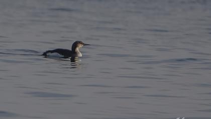 Karagerdanlı dalgıç