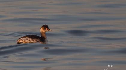 Karaboyunlu batağan