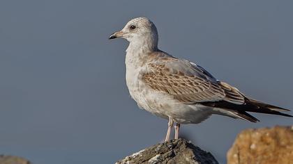 Küçük gümüş martı