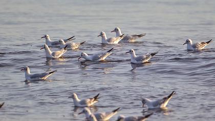 Black-headed Gull