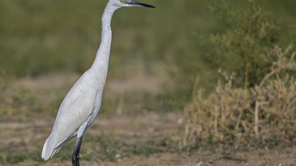 Küçük ak balıkçıl