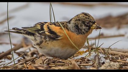 Brambling