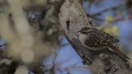 Bahçe tırmaşıkkuşu