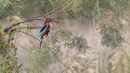 İzmir yalıçapkını