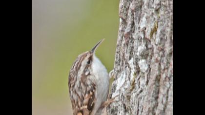 Orman tırmaşıkkuşu