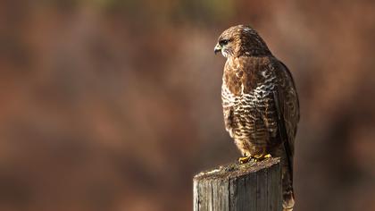 Common Buzzard