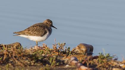 Sarıbacaklı kumkuşu