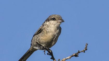 Maskeli örümcekkuşu