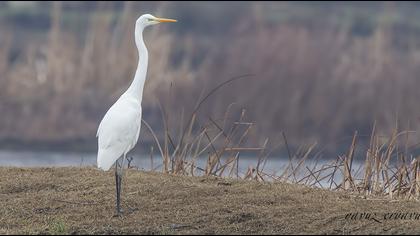 Büyük ak balıkçıl
