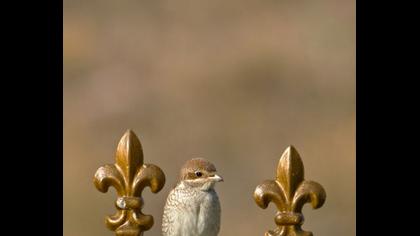 Kızılsırtlı örümcekkuşu