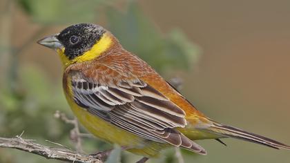 Karabaşlı kirazkuşu