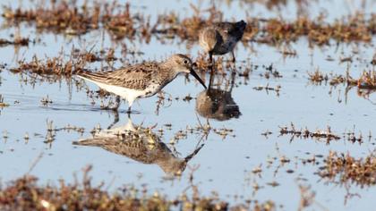 Karakarınlı kumkuşu