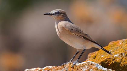 Isabelline Wheatear