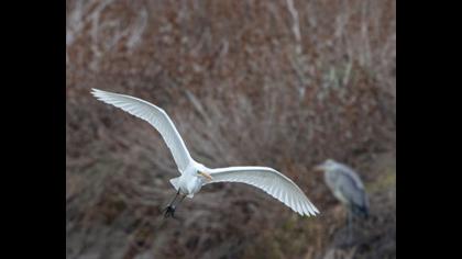 Büyük ak balıkçıl