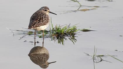 Orman düdükçünü