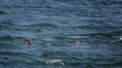 Yelkouan Shearwater