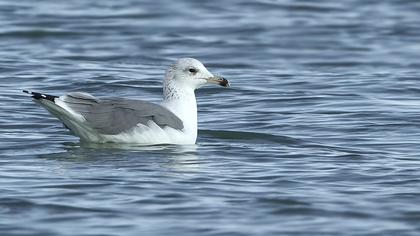 Van gölü martısı