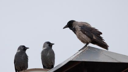 Western Jackdaw