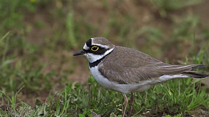 Halkalı küçük cılıbıt