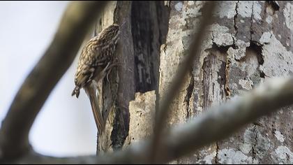 Orman tırmaşıkkuşu