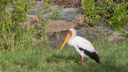 Yellow-billed Stork