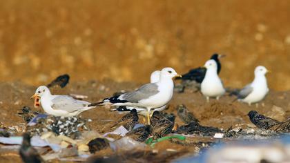 Küçük gümüş martı