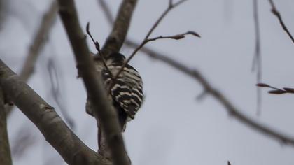 Küçük ağaçkakan