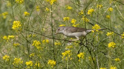 Akgerdanlı ötleğen