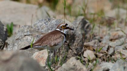 Halkalı küçük cılıbıt
