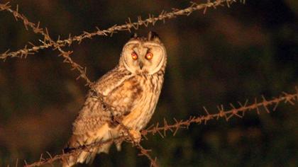 Kulaklı orman baykuşu