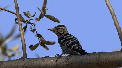 Lesser Spotted Woodpecker