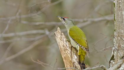 Küçük yeşil ağaçkakan