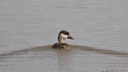 Red-crested Pochard