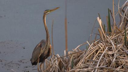Erguvani balıkçıl