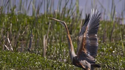 Erguvani balıkçıl