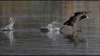 Eurasian Coot