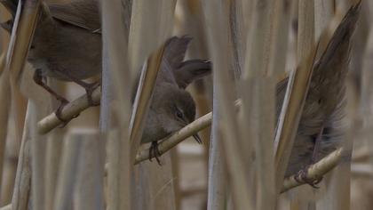 Bataklık kamışçını