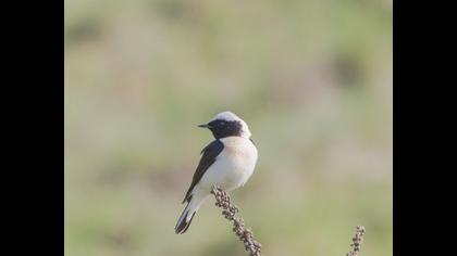 Karakulaklı kuyrukkakan