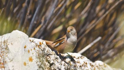 Bıyıklı baştankara